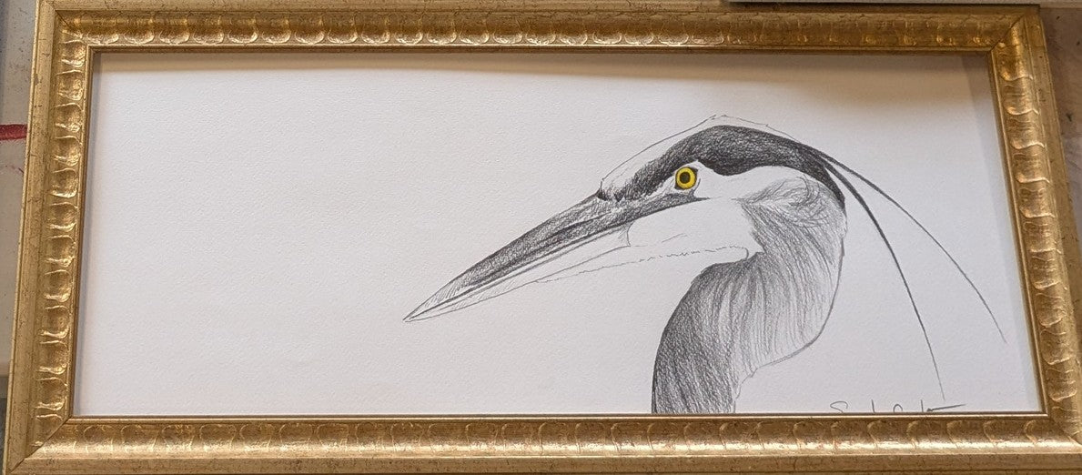 "Great Blue Heron" (graphite) gold frame 22" x 10" - Sarah Crumb