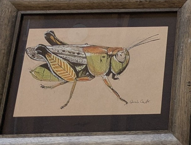 "Grasshopper Study" (Ink and color pencil) 12.5" x 20.5" - Sarah Crumb